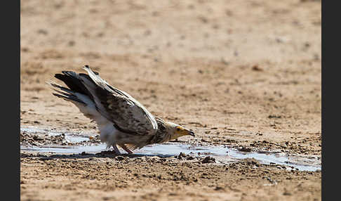 Schmutzgeier (Neophron percnopterus)