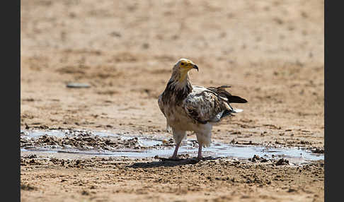 Schmutzgeier (Neophron percnopterus)