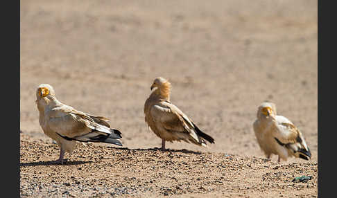 Schmutzgeier (Neophron percnopterus)