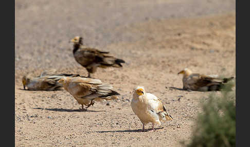 Schmutzgeier (Neophron percnopterus)