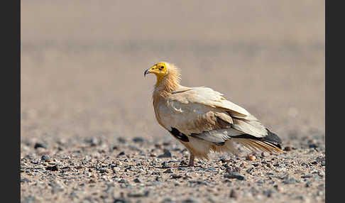 Schmutzgeier (Neophron percnopterus)