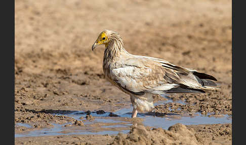 Schmutzgeier (Neophron percnopterus)