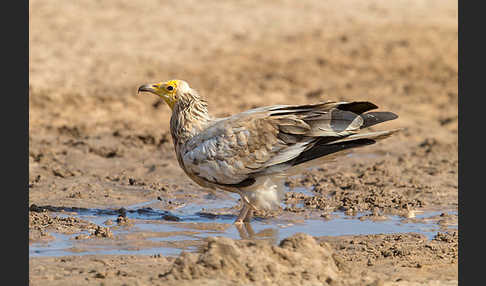 Schmutzgeier (Neophron percnopterus)