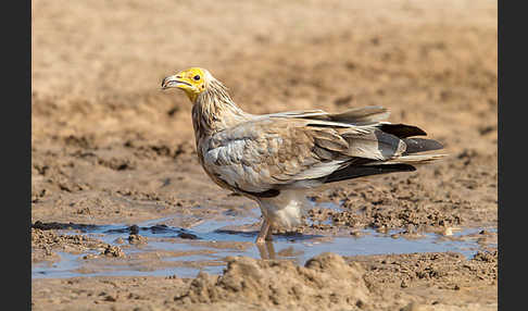 Schmutzgeier (Neophron percnopterus)