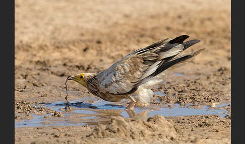 Schmutzgeier (Neophron percnopterus)