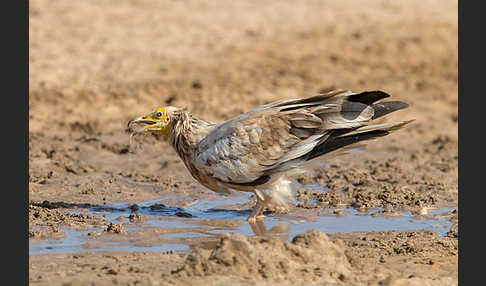 Schmutzgeier (Neophron percnopterus)