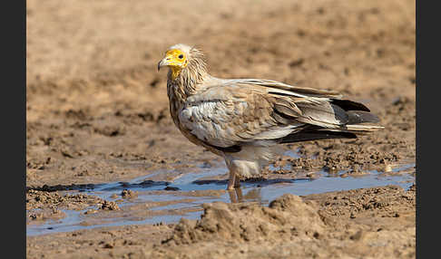 Schmutzgeier (Neophron percnopterus)