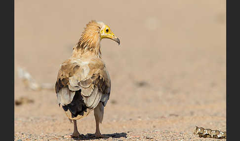 Schmutzgeier (Neophron percnopterus)