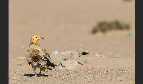 Schmutzgeier (Neophron percnopterus)