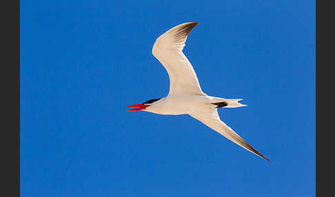 Raubseeschwalbe (Sterna caspia)