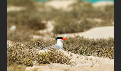 Raubseeschwalbe (Sterna caspia)