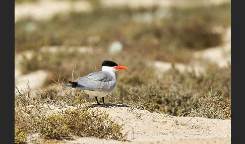 Raubseeschwalbe (Sterna caspia)