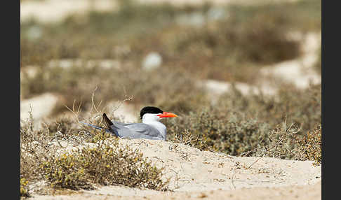 Raubseeschwalbe (Sterna caspia)