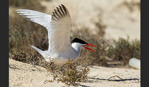 Raubseeschwalbe (Sterna caspia)