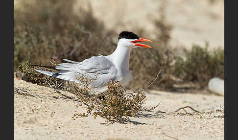 Raubseeschwalbe (Sterna caspia)