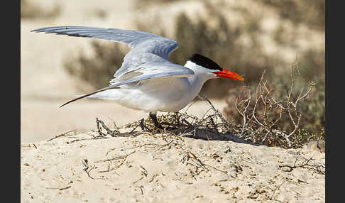 Raubseeschwalbe (Sterna caspia)