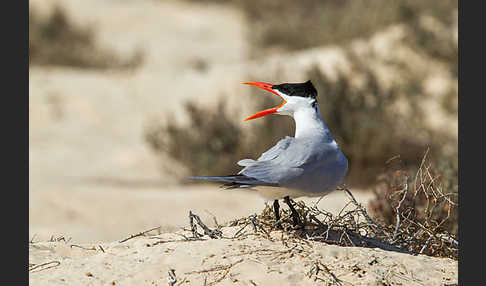 Raubseeschwalbe (Sterna caspia)