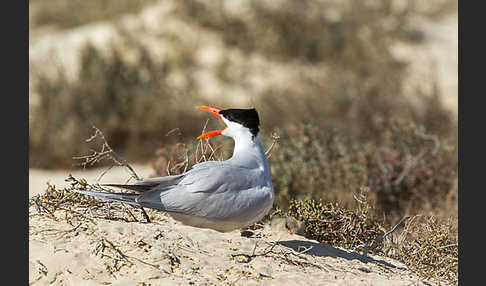 Raubseeschwalbe (Sterna caspia)