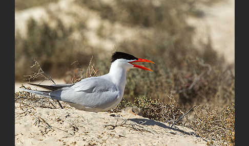 Raubseeschwalbe (Sterna caspia)