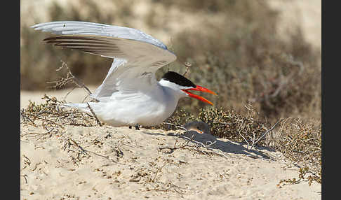 Raubseeschwalbe (Sterna caspia)