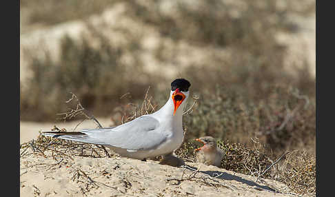 Raubseeschwalbe (Sterna caspia)