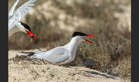 Raubseeschwalbe (Sterna caspia)