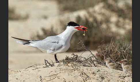 Raubseeschwalbe (Sterna caspia)