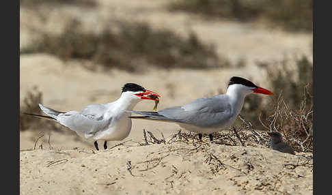 Raubseeschwalbe (Sterna caspia)