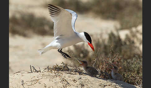 Raubseeschwalbe (Sterna caspia)