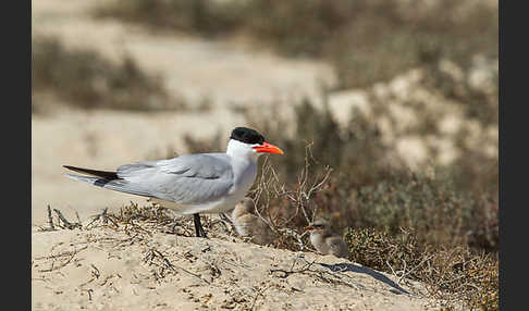 Raubseeschwalbe (Sterna caspia)