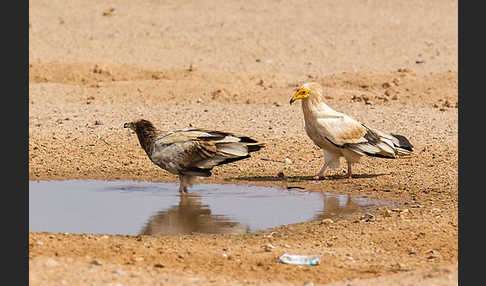 Schmutzgeier (Neophron percnopterus)