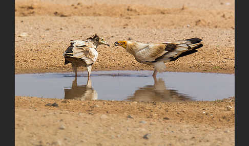 Schmutzgeier (Neophron percnopterus)