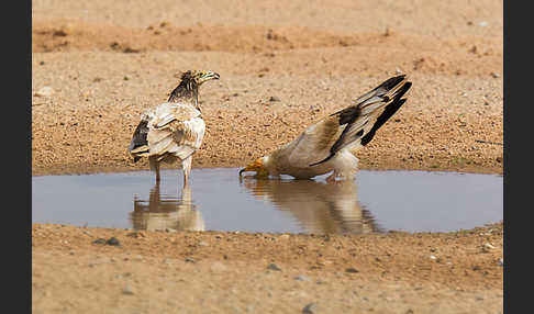 Schmutzgeier (Neophron percnopterus)