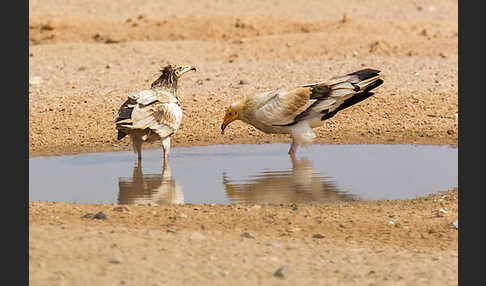 Schmutzgeier (Neophron percnopterus)