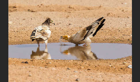 Schmutzgeier (Neophron percnopterus)