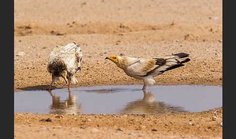 Schmutzgeier (Neophron percnopterus)