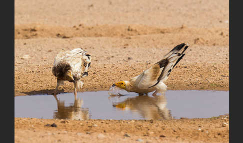 Schmutzgeier (Neophron percnopterus)