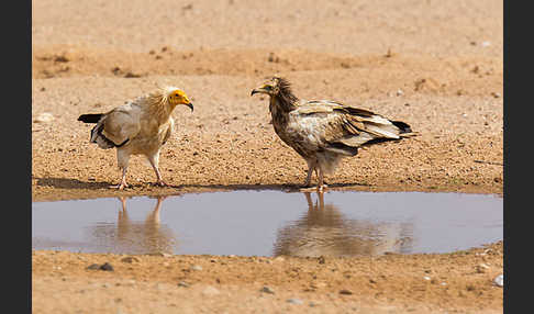 Schmutzgeier (Neophron percnopterus)