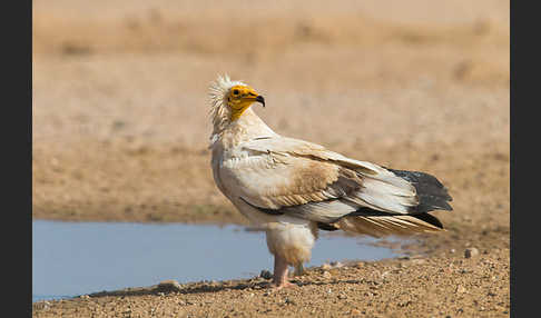 Schmutzgeier (Neophron percnopterus)