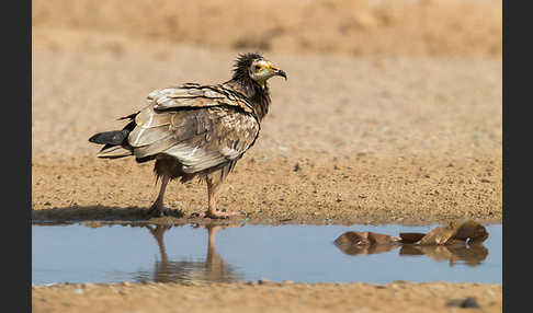 Schmutzgeier (Neophron percnopterus)