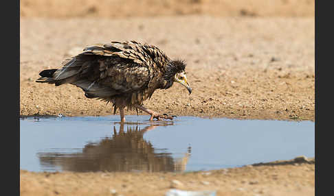 Schmutzgeier (Neophron percnopterus)