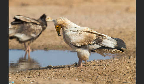 Schmutzgeier (Neophron percnopterus)