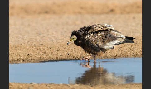 Schmutzgeier (Neophron percnopterus)