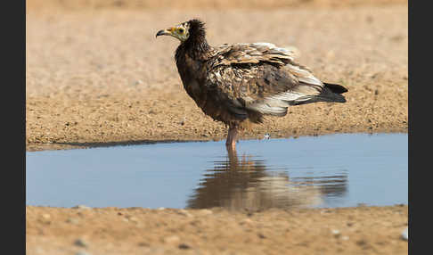 Schmutzgeier (Neophron percnopterus)