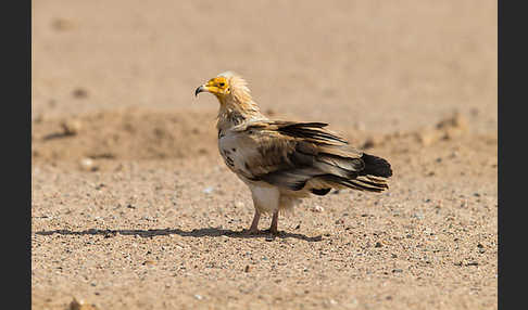 Schmutzgeier (Neophron percnopterus)