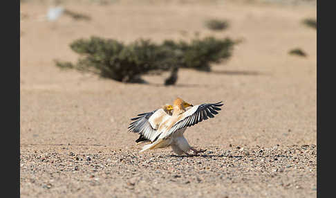 Schmutzgeier (Neophron percnopterus)