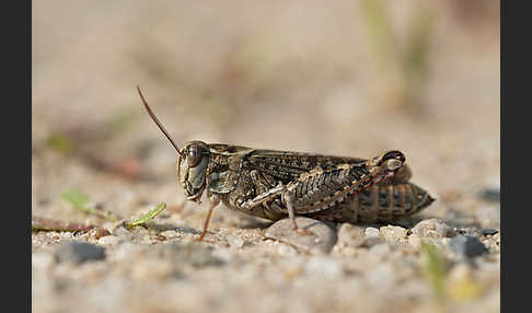 Italienische Schönschrecke (Calliptamus italicus)