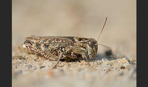 Italienische Schönschrecke (Calliptamus italicus)