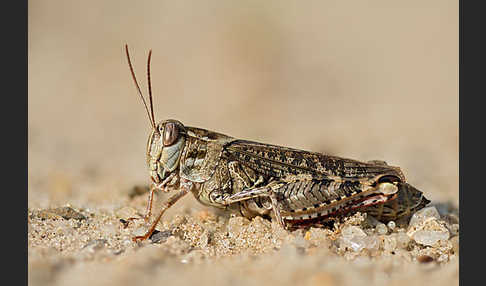 Italienische Schönschrecke (Calliptamus italicus)