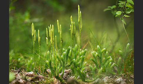 Keulen-Bärlapp (Lycopodium clavatum)